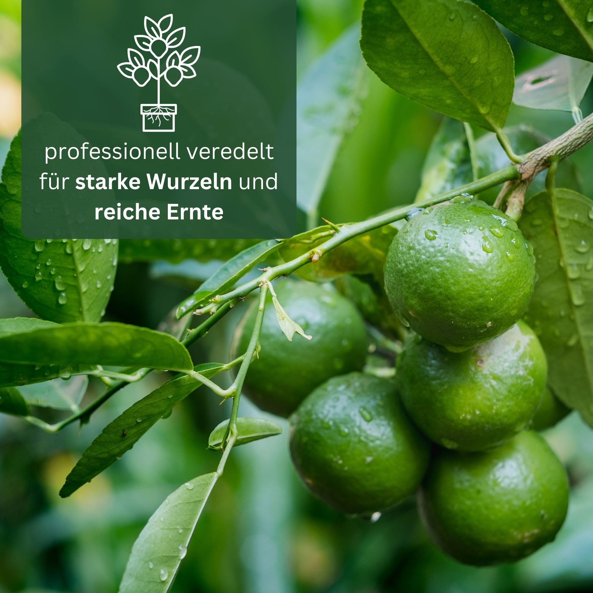 Meine Orangerie Limettenbaum Citrus Latifolia – Tahiti Limette - persische Limette - fruchtreife Zitruspflanze mit essbaren Limetten – Mediterranes Flair für Garten, Terrasse oder Balkon