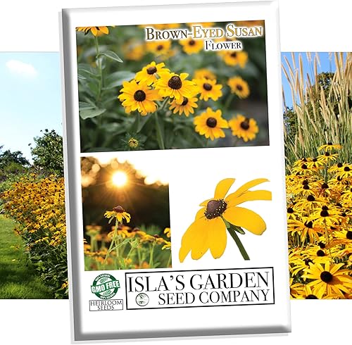 Semillas de flores Susan de ojos marrones para plantar, más de 3000 semillas por paquete, semillas de jardín de Isla (semillas de jardín de Isla),