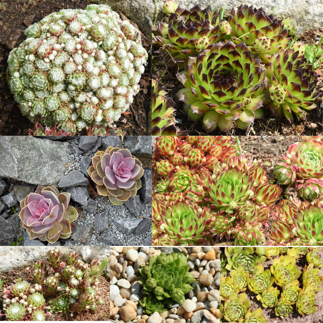 IFLO Sempervivum Hauswurz Sukkulenten Set  winterharte und pflegeleichte  Garten- & Zimmerpflanzen, vielseitig fr Innen & Auen, Mix in Tpfen (12  Pflanzen) : Amazon.de: Garten