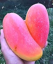 REMASLARIC-Sweet & Testy Delicious"Mahachanok Mango Fruit"Tree plant Grafted || For Home Garden Fruit Tree Plant outdoor indoor plant