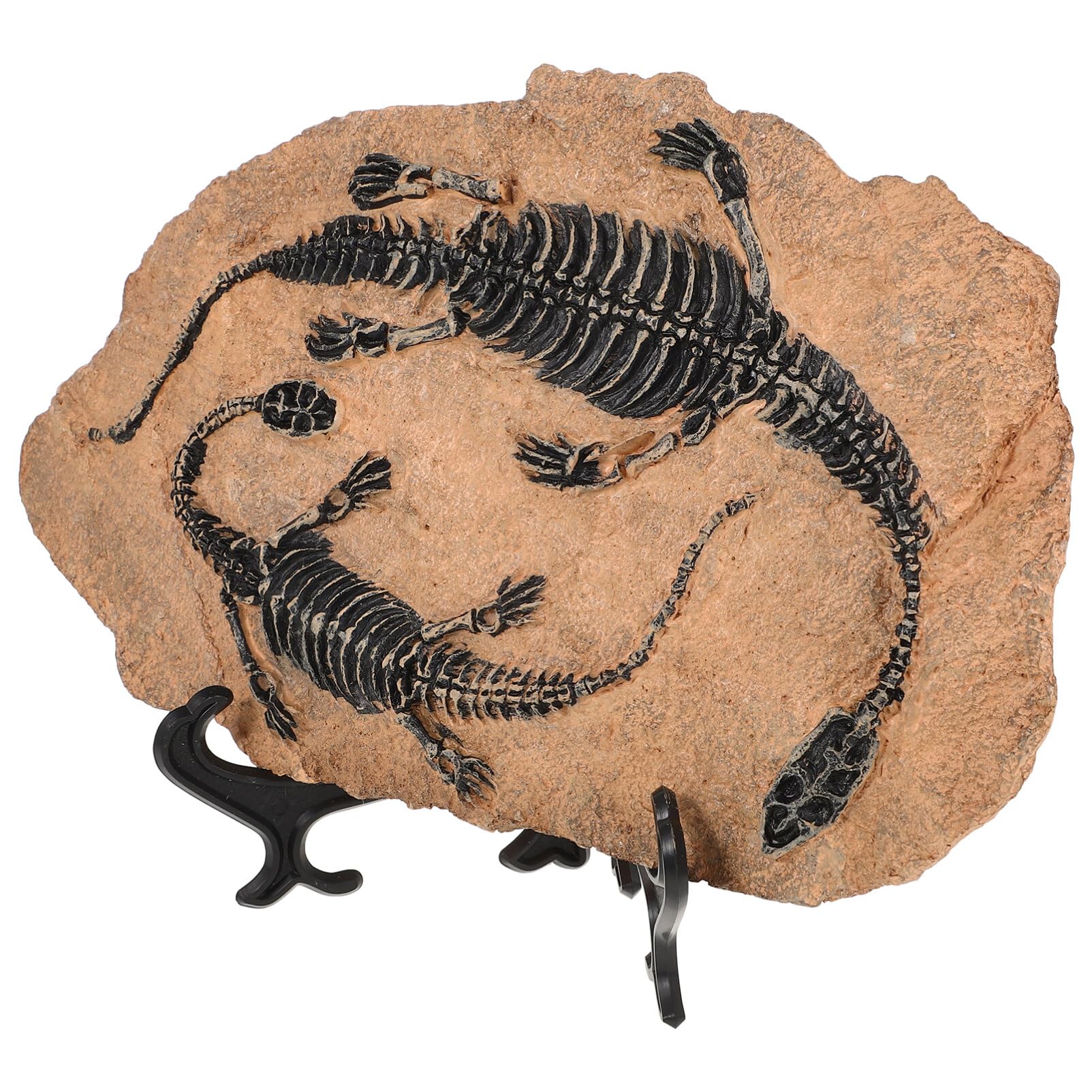 Happyyami 1juego Ornamentos De Modelos De Dinosaurios Decoración De Fósiles De Dinosaurios para Jardín y Oficina para Amantes Paleontología