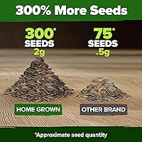 Vista 384 de HOME GROWN Más de 1000 semillas de cilantro para plantar en interiores o exteriores, hierbas tradicionales sin OMG, semillas de plantas de cilantro