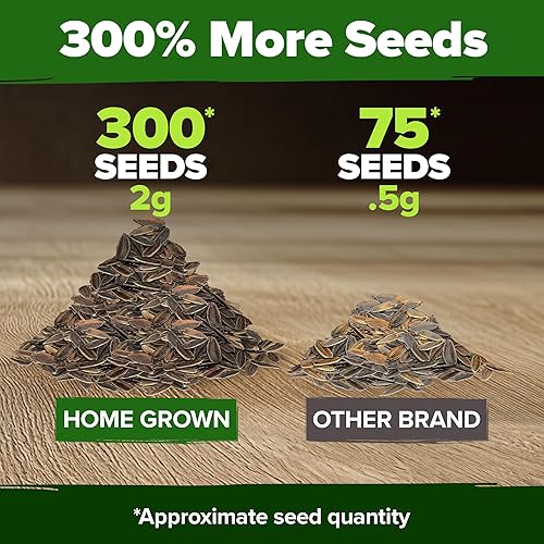 Miniatura 384 de HOME GROWN Más de 1000 semillas de cilantro para plantar en interiores o exteriores, hierbas tradicionales sin OMG, semillas de plantas de cilantro