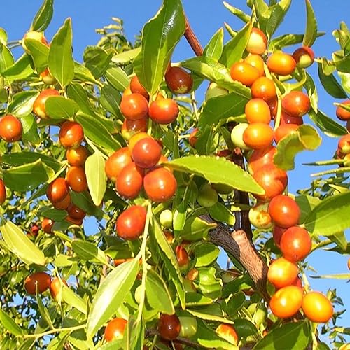 CHUXAY GARDEN Ziziphus Mauritiana-Azufaifa india, ciruela india, fecha, volcadas de manzana 10 semillas de árboles frutales tropicales Jardinería