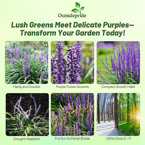 Outsidepride Liriope Muscar Monkey Grass AKA Lilyturf - Hierba ornamental, cubierta de suelo y planta de contenedor, 50 semillas