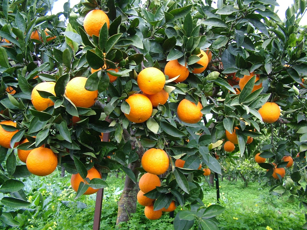 Comprarance - ARANCE Bionde - Varietà Navel di Prima Scelta - Cassetta 1 x 17 kg peso netto