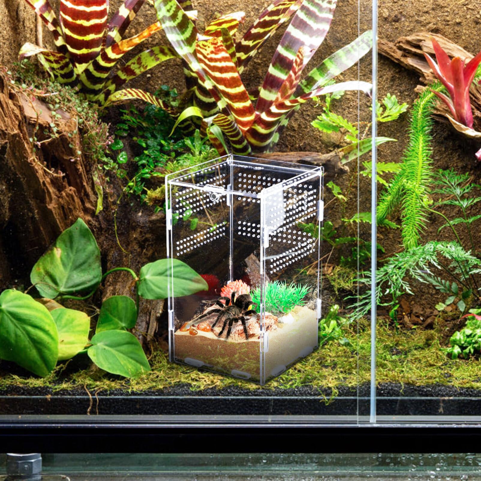 Amazon | BESPORTBLE 爬 飼 にな 製み立て式飼 ボックス イダー ュラ