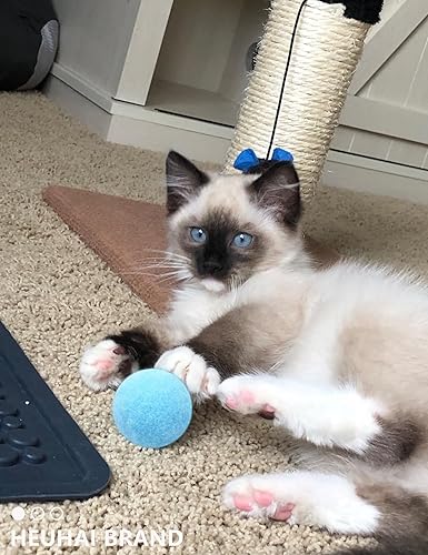 Miniatura 9 de Paquete de 40 pelotas para gatos - Divertidos juguetes interactivos para gatos y gatitos de interior (tiempo de juego)