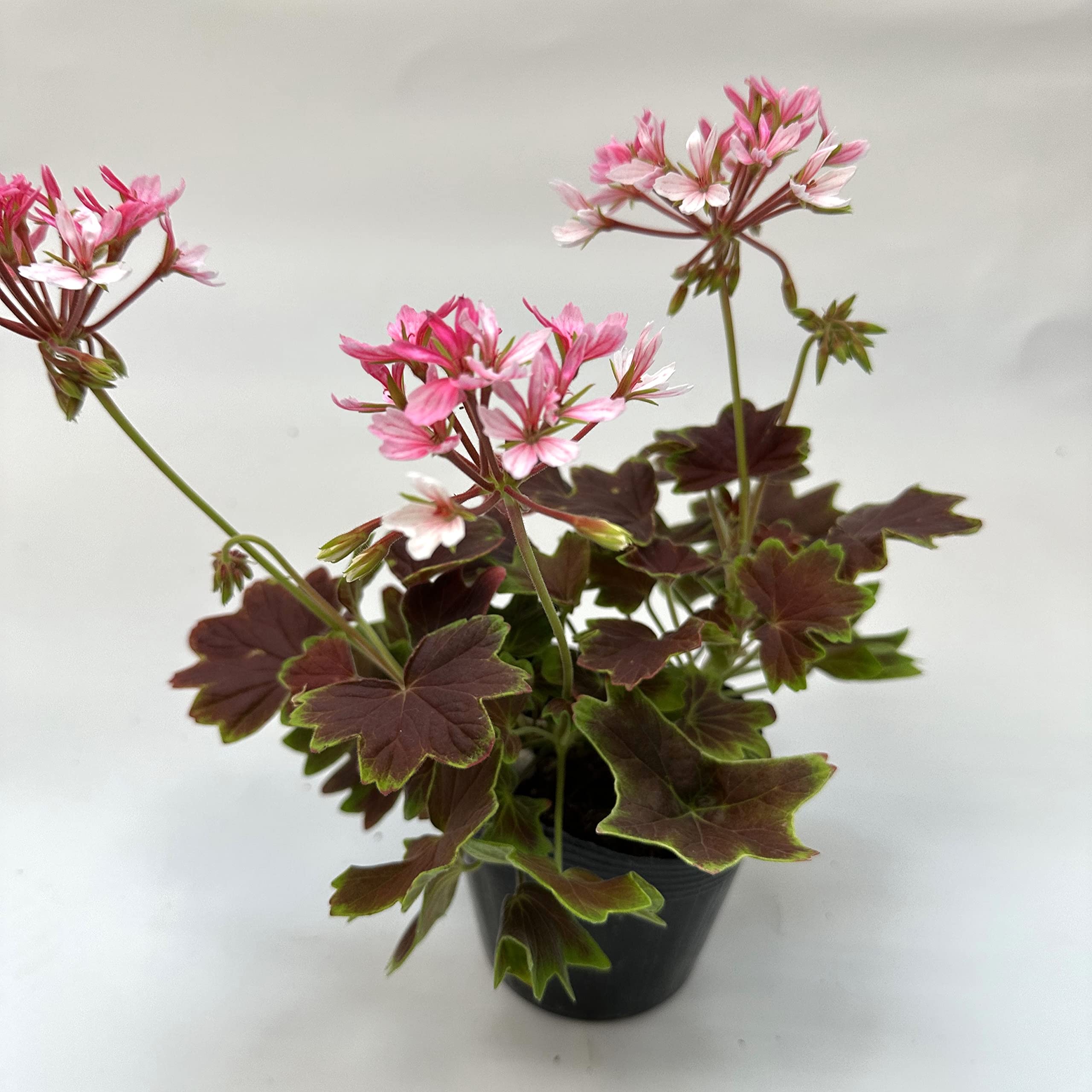 日本初ゼラニウム 希少品種ゼラニウム 新品種ゼラニウム 希少品種