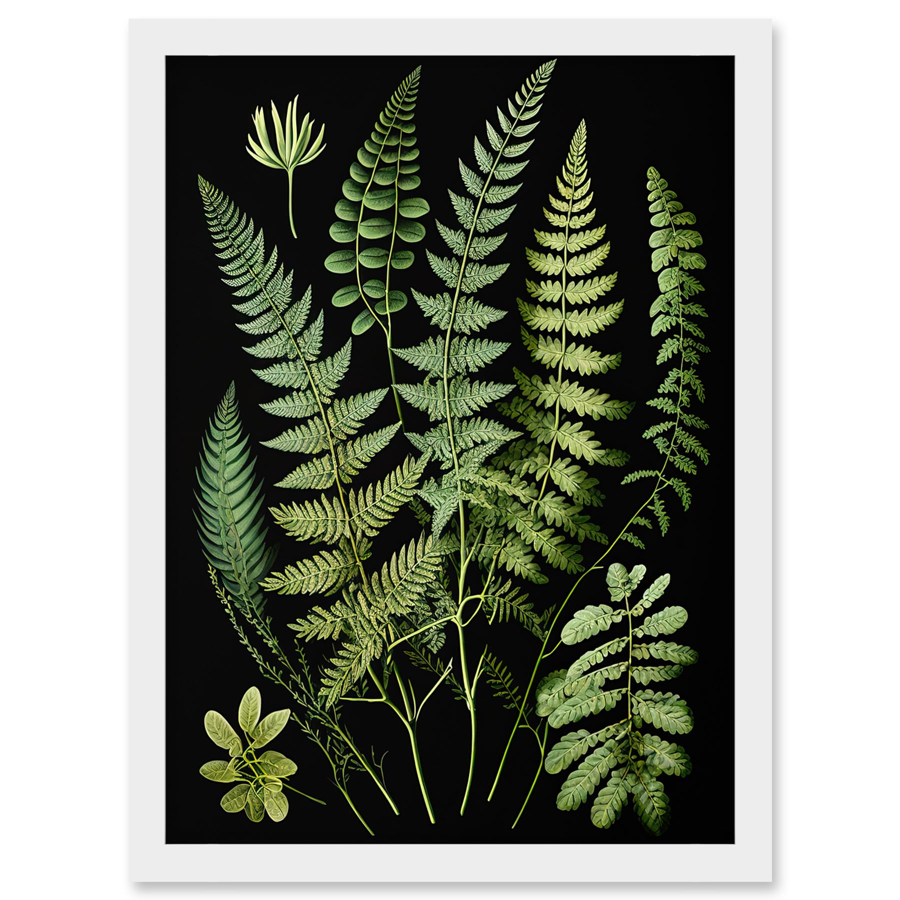 Artery8 Fern Fronds Detailed Leaves Botanical Illustration Artwork Framed A3 Wall Art Print