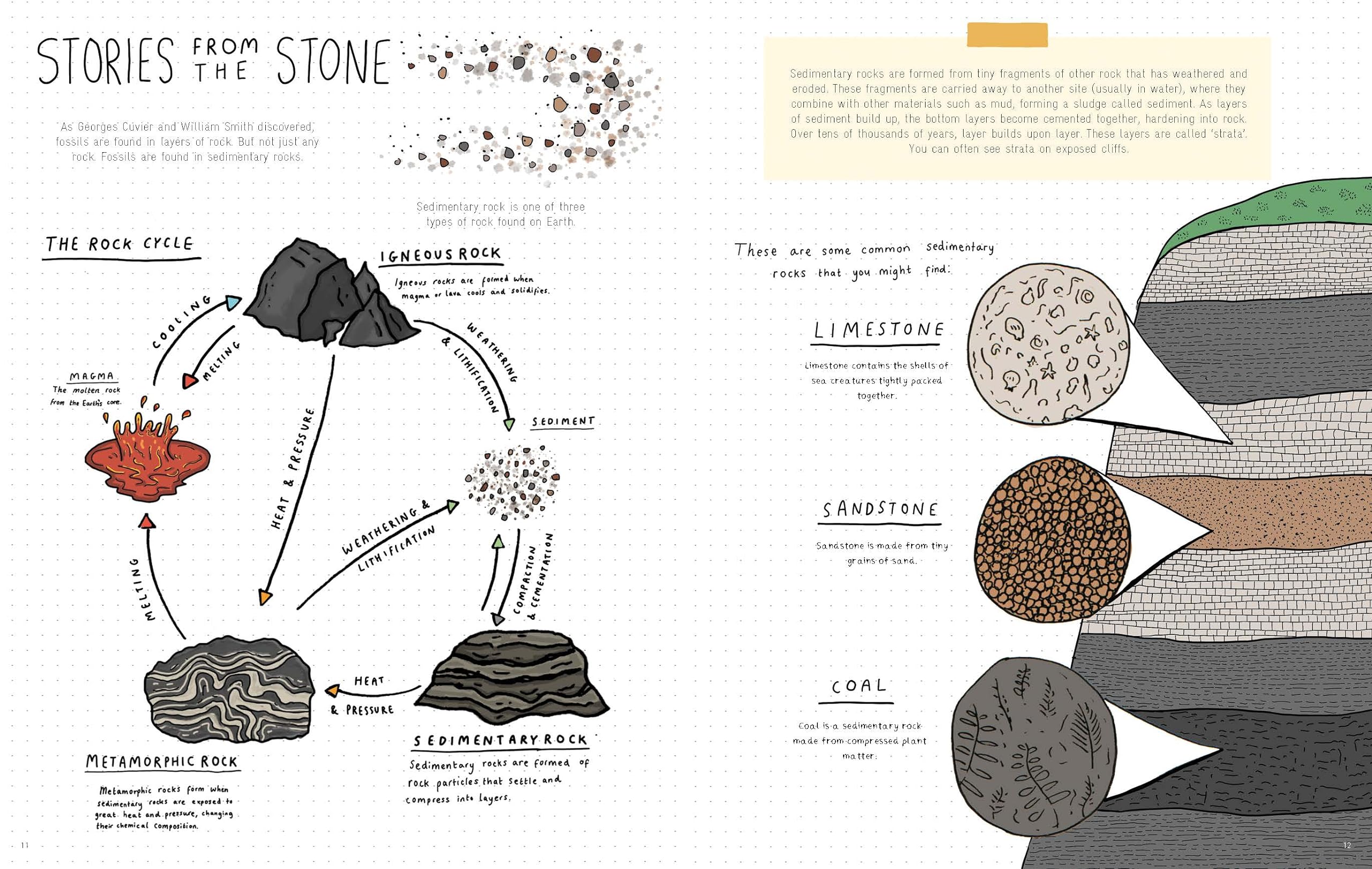Stones and Bones: Fossils and the stories they tell