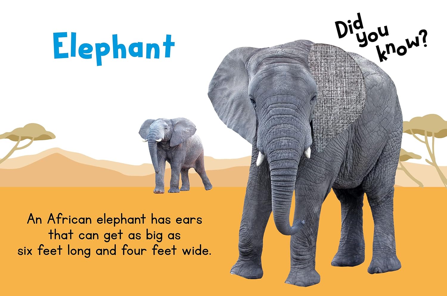 Jungle Animals - Children's Touch and Feel Board Book - Sensory Board Book - Image 5