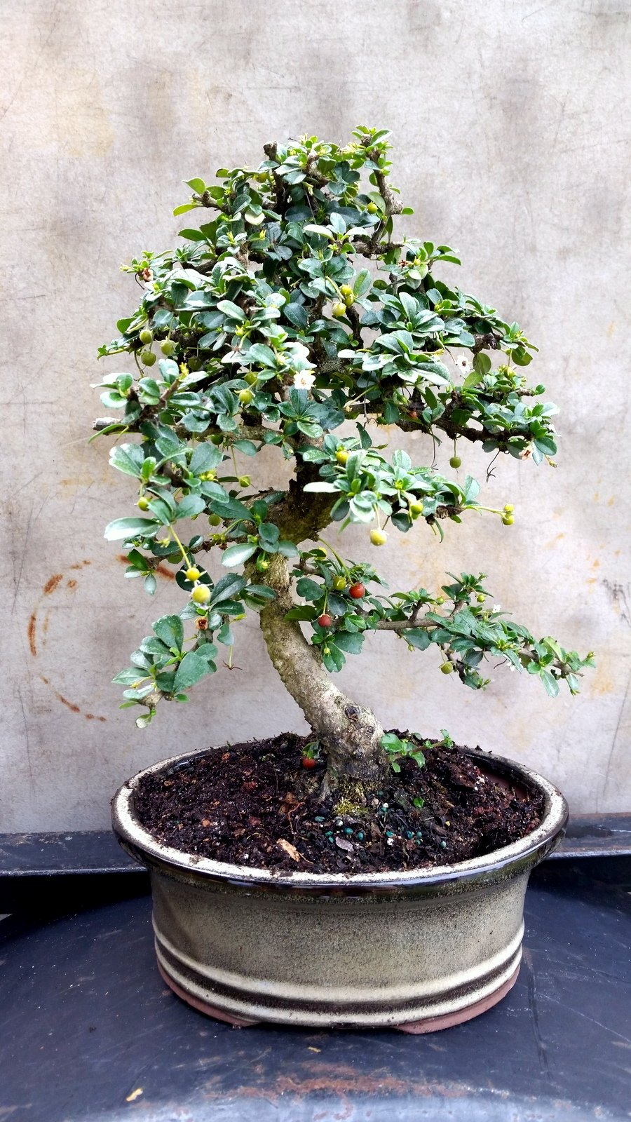 safe house plants Pet Friendly Houseplant Subscription Box main image 1