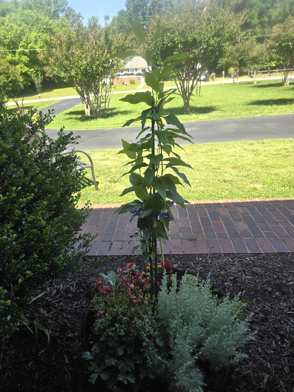 Black cherry trees doing well!