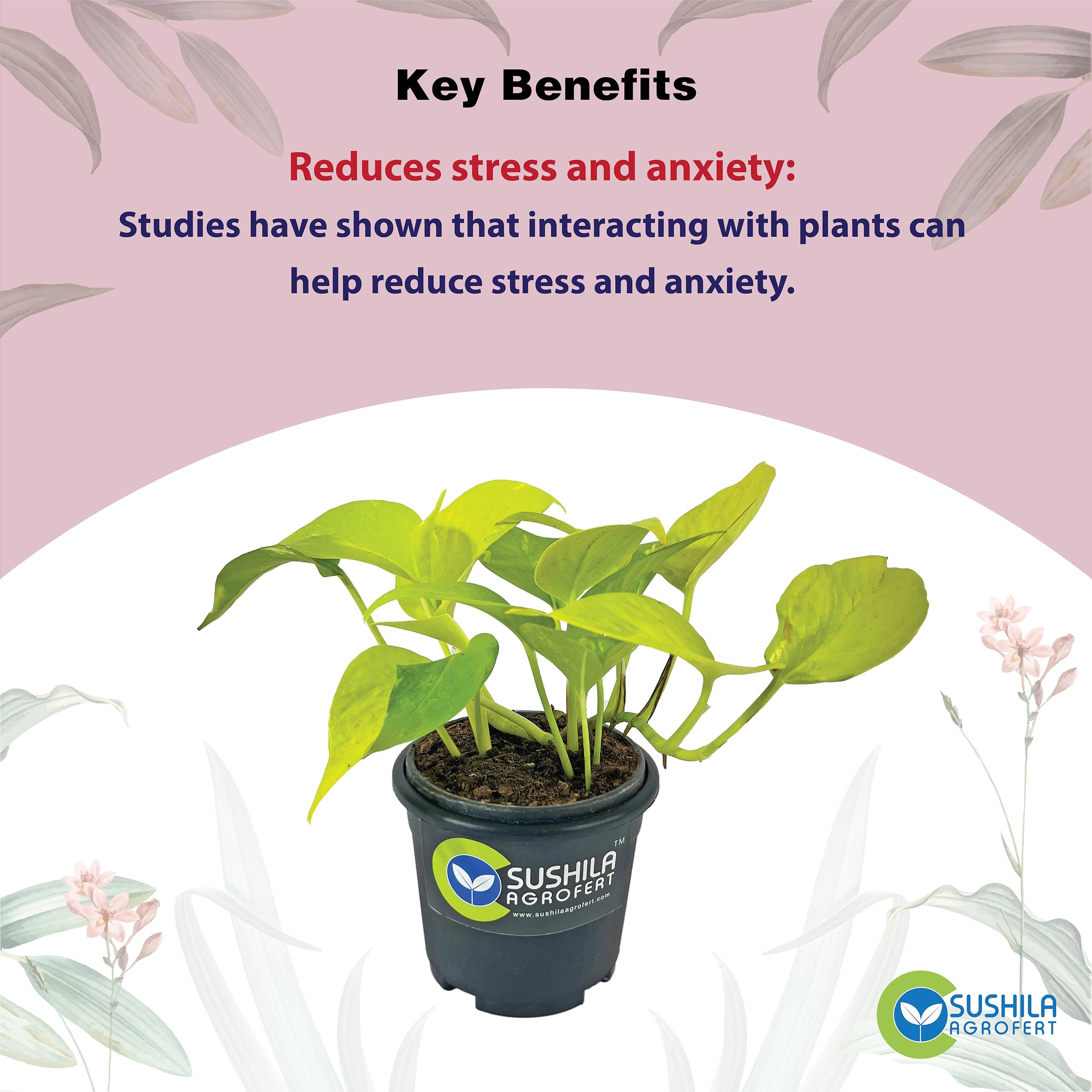 Golden Money Plant - Good Luck & Easy Care -4 Golden Money Plant - Good Luck & Easy Care -4
