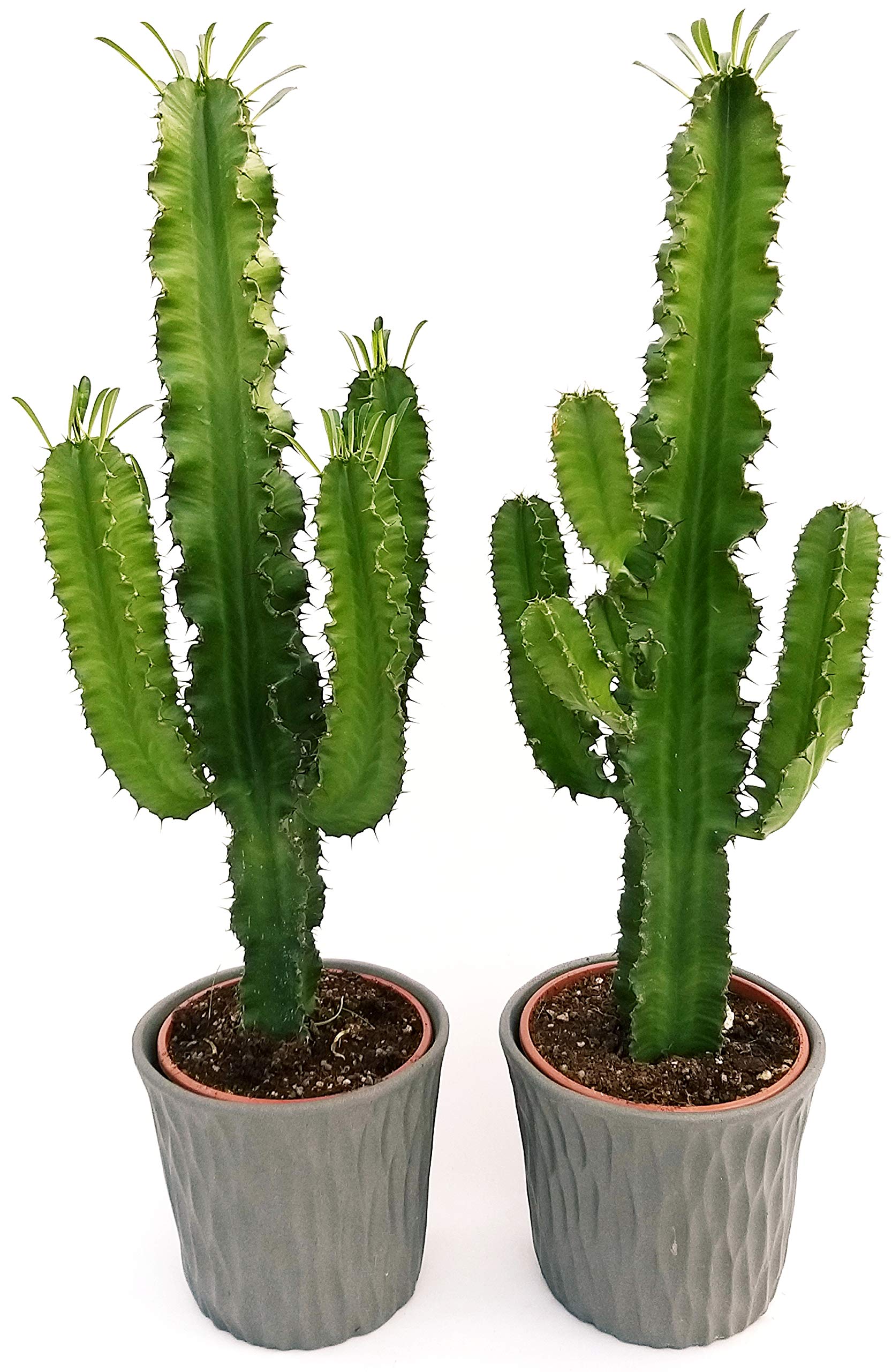 POWERS TO FLOWERS - EUPHORBIA VULCANA ERITREA, SPINA DI CRISTO, CACTUS DEL FREDDO, 2 PIANTE vaso 17cm altezza 70cm, pianta vera