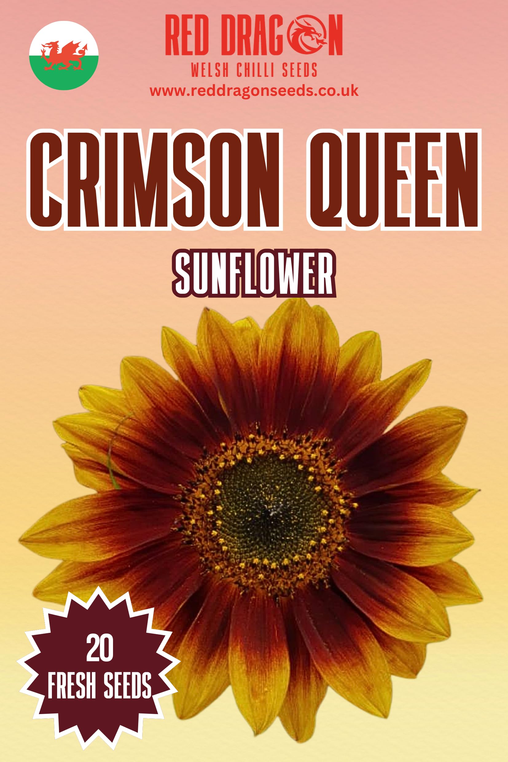 Crimson Queen Sun Flower Seeds - 20 Fresh Crimson Seeds โ image 1