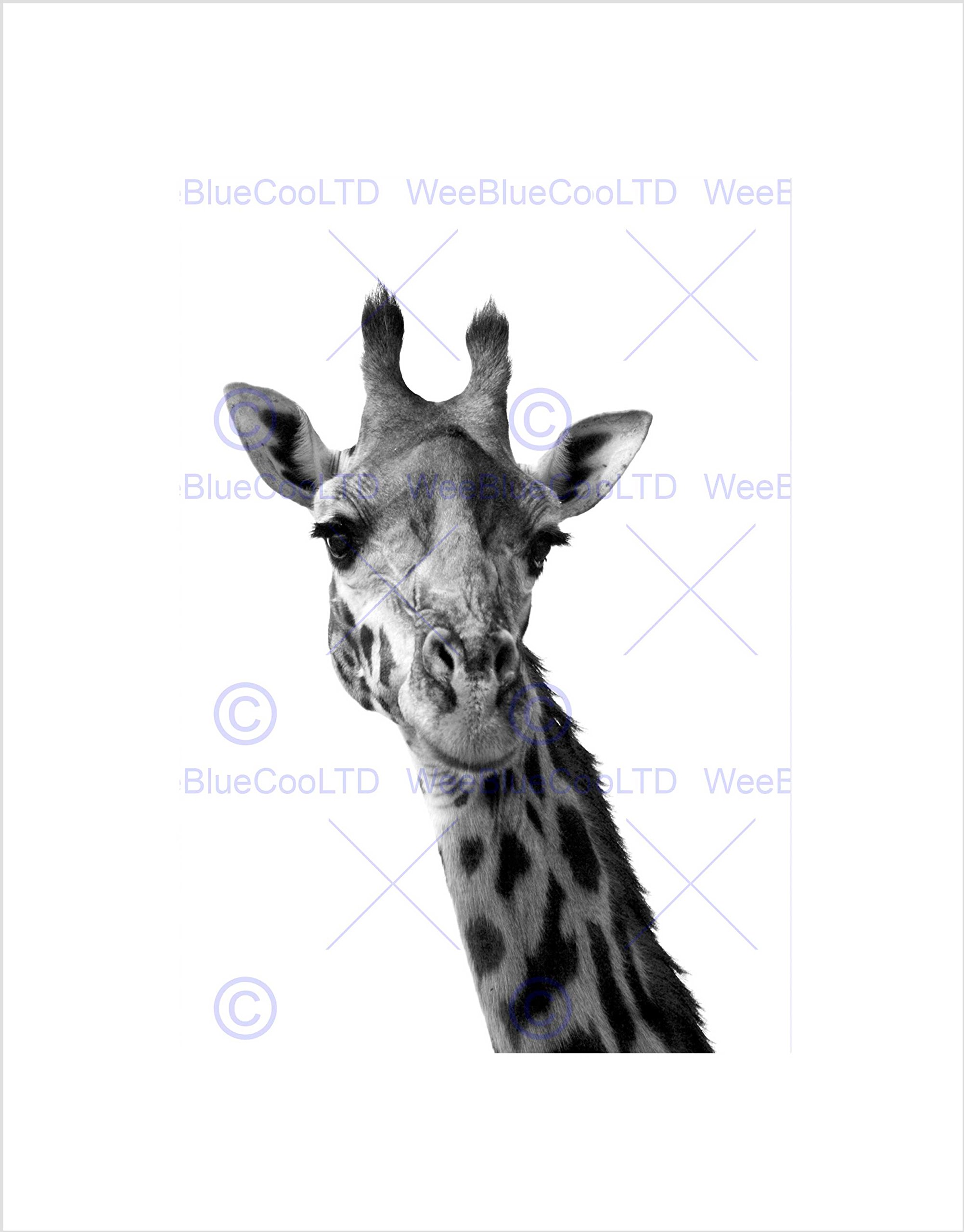 Wee Blue Coo Black White Giraffe Portrait Face Art Picture Wall Art Print