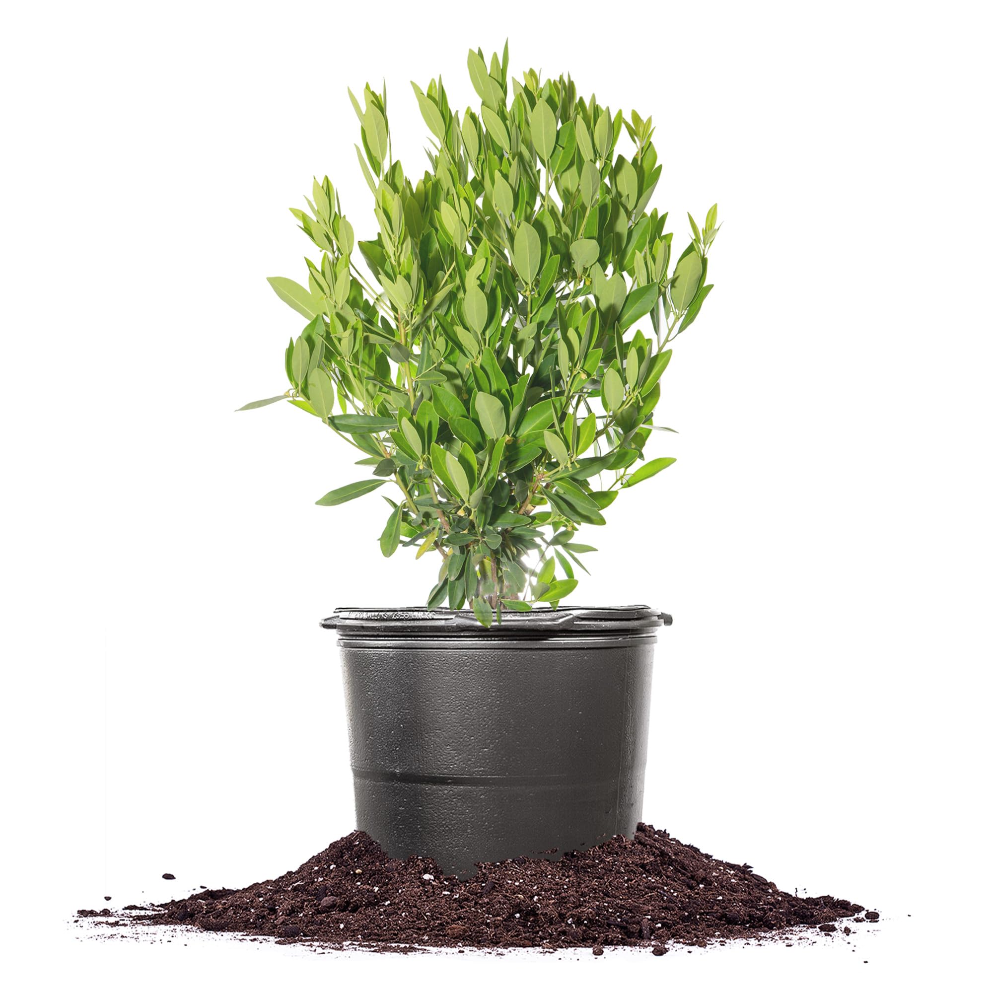 Amazon.com : Perfect Plants Ocala Anise 7 Gallon | Live Shrub for