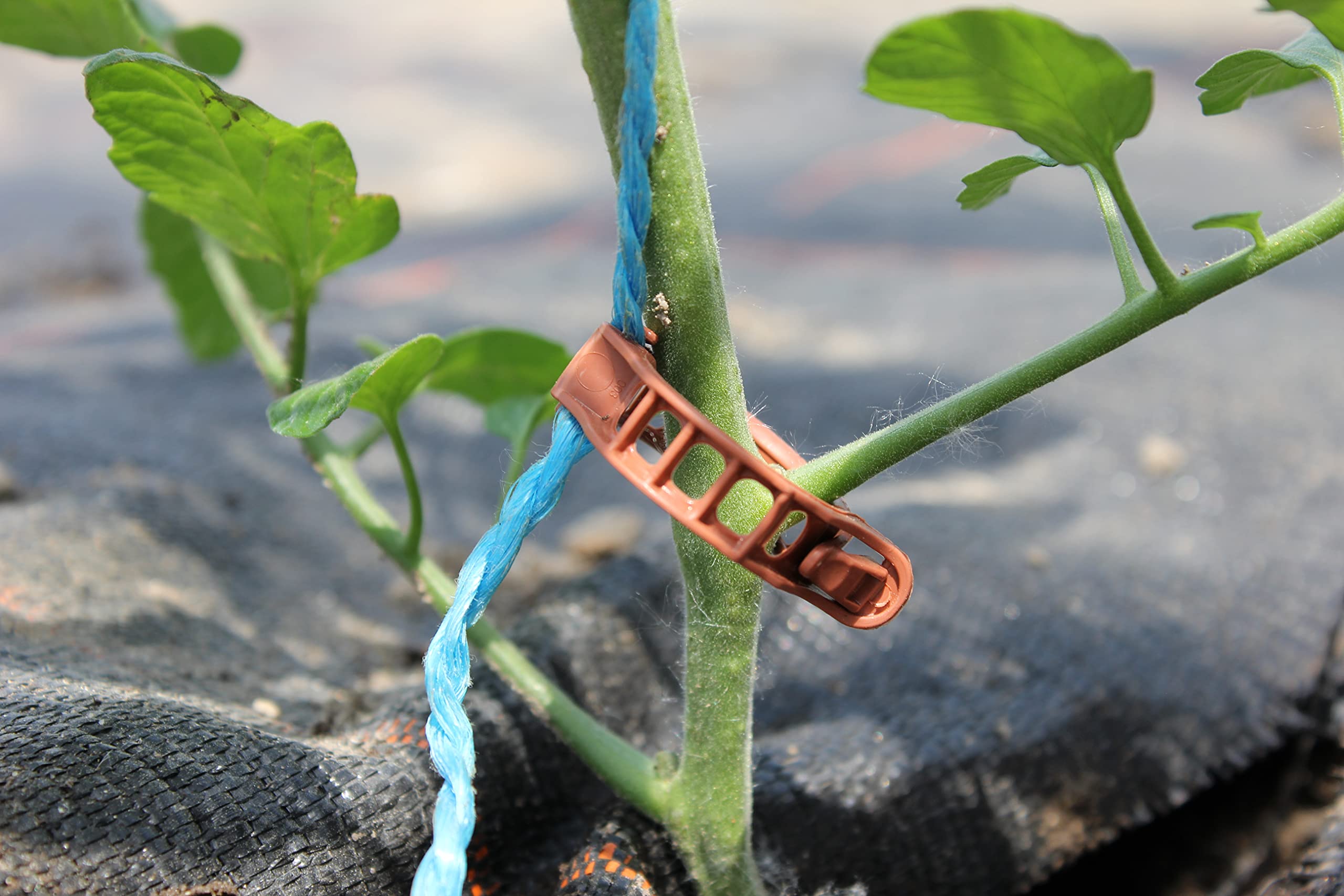 Velto 100 Clip Per Piante Di Pomodoro E Cetrioli – Clip Bato Riutilizzabili, Diametro 23 Mm, Per Sostegno E Tutoring In Giardino