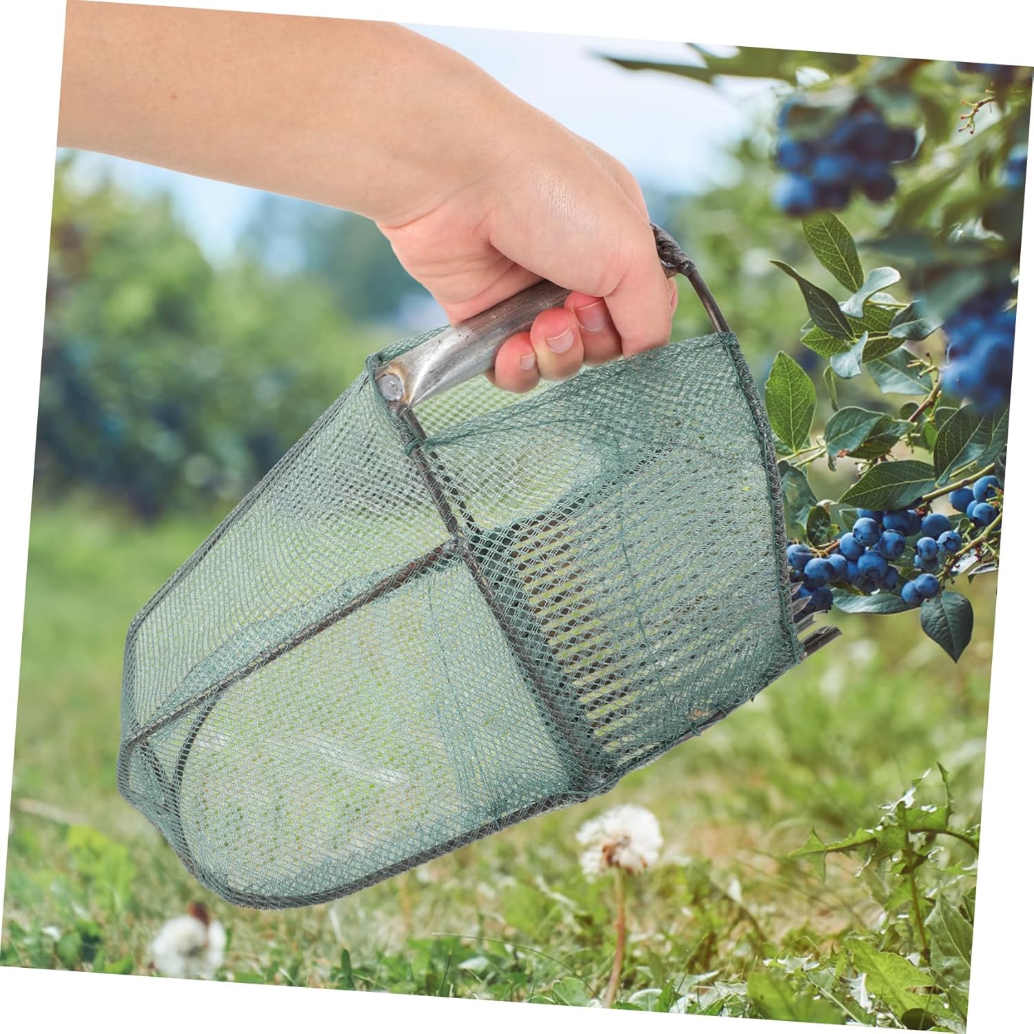 Ergonomic Blueberry Picker with Teeth Efficient Harvest Tool for Fruits Durable Design for Garden Enthusiasts and Orchard Workers