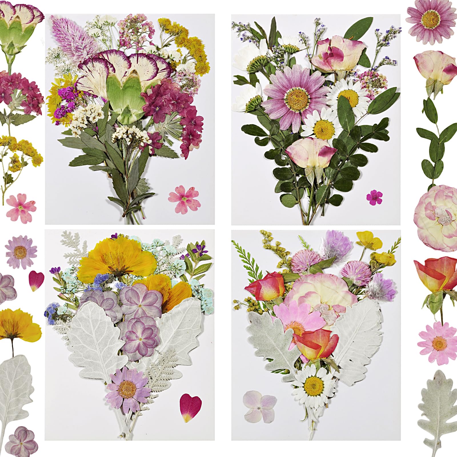 Dried Pressed Flowers Real Natural