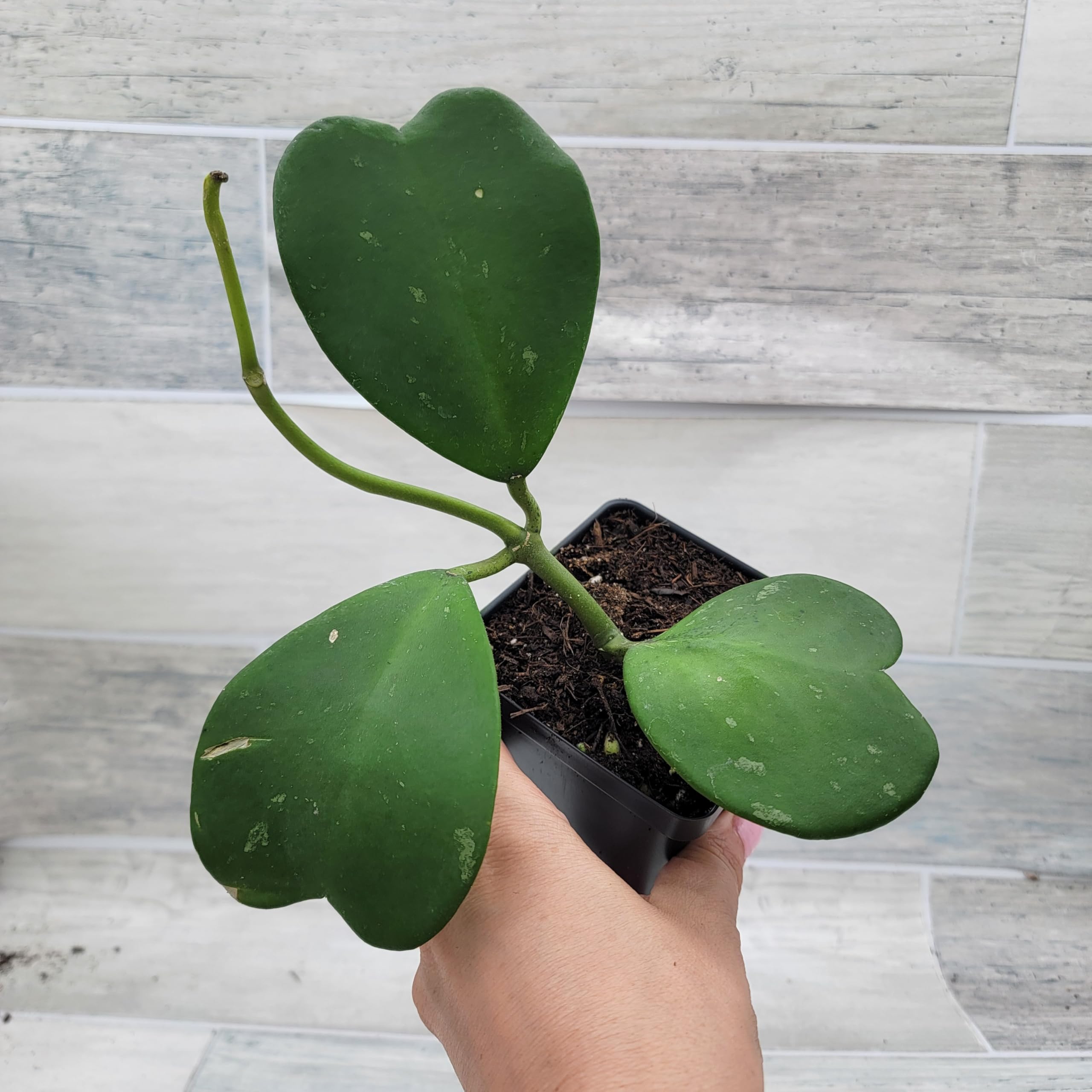 Amazon.com : Hoya kerrii  Sweetheart Hoya (Valentine Hoya) | 4 Fully  Rooted Live Indoor Houseplant | Rare Heart-Shaped Leaf Wax Plant |  Easy-Care Succulent Gift Plant for Home or Office :