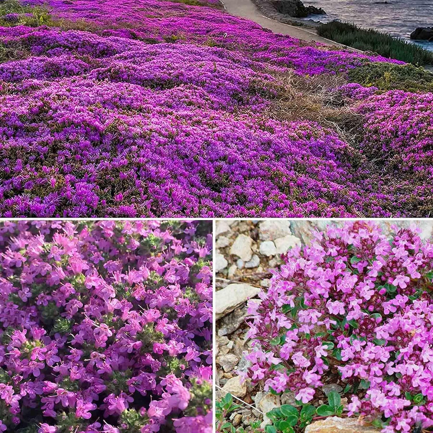 15000+ Wild Creeping Thyme Seeds Bulk Thymus Serpyllum