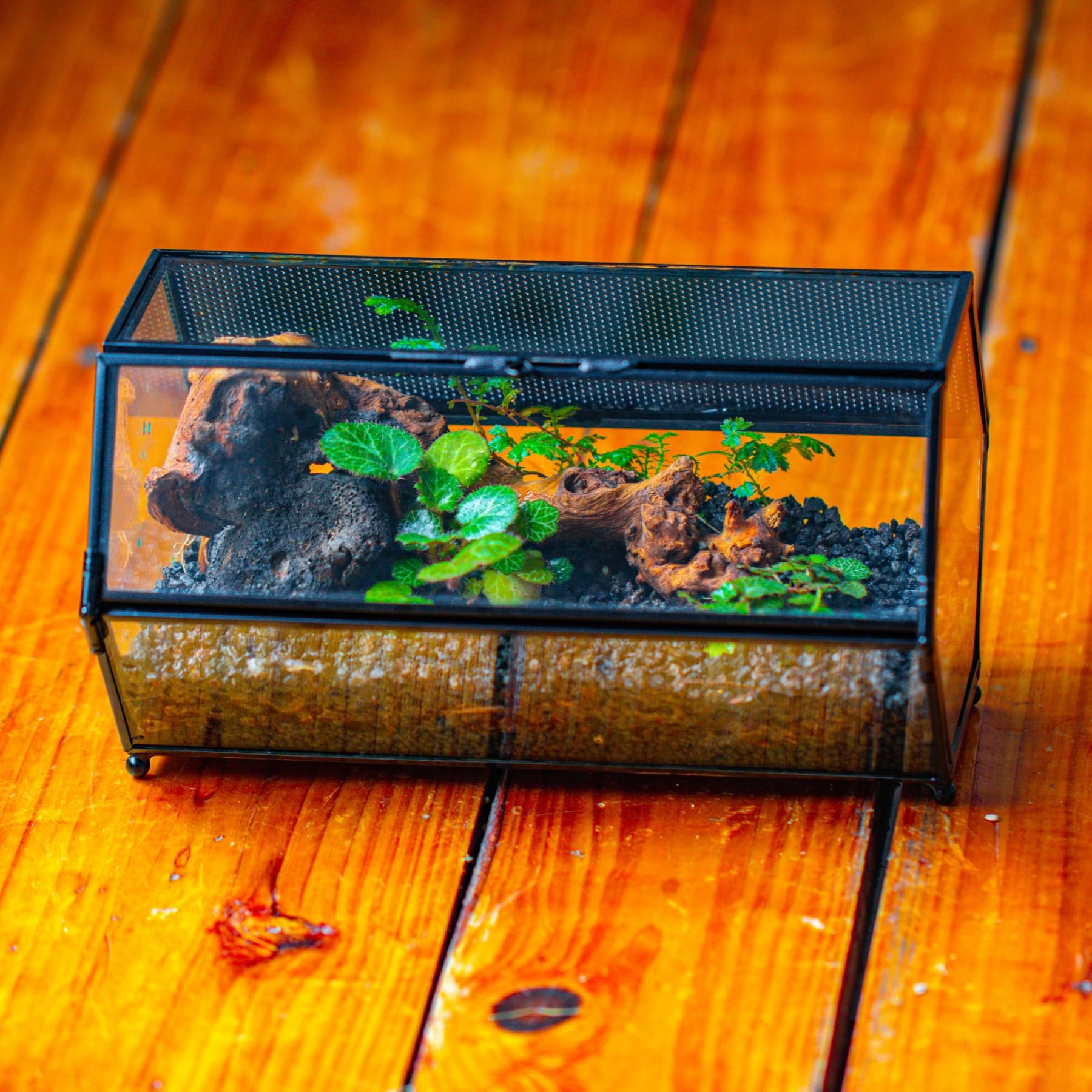 NCYP 20x11,5x10 cm Mini terrario de Cristal con Malla y Puerta para arañas saltadoras, hábitat de Insectos pequeños, terrario de suculentas en Forma Hexagonal (Solo terrario, sin Plantas)