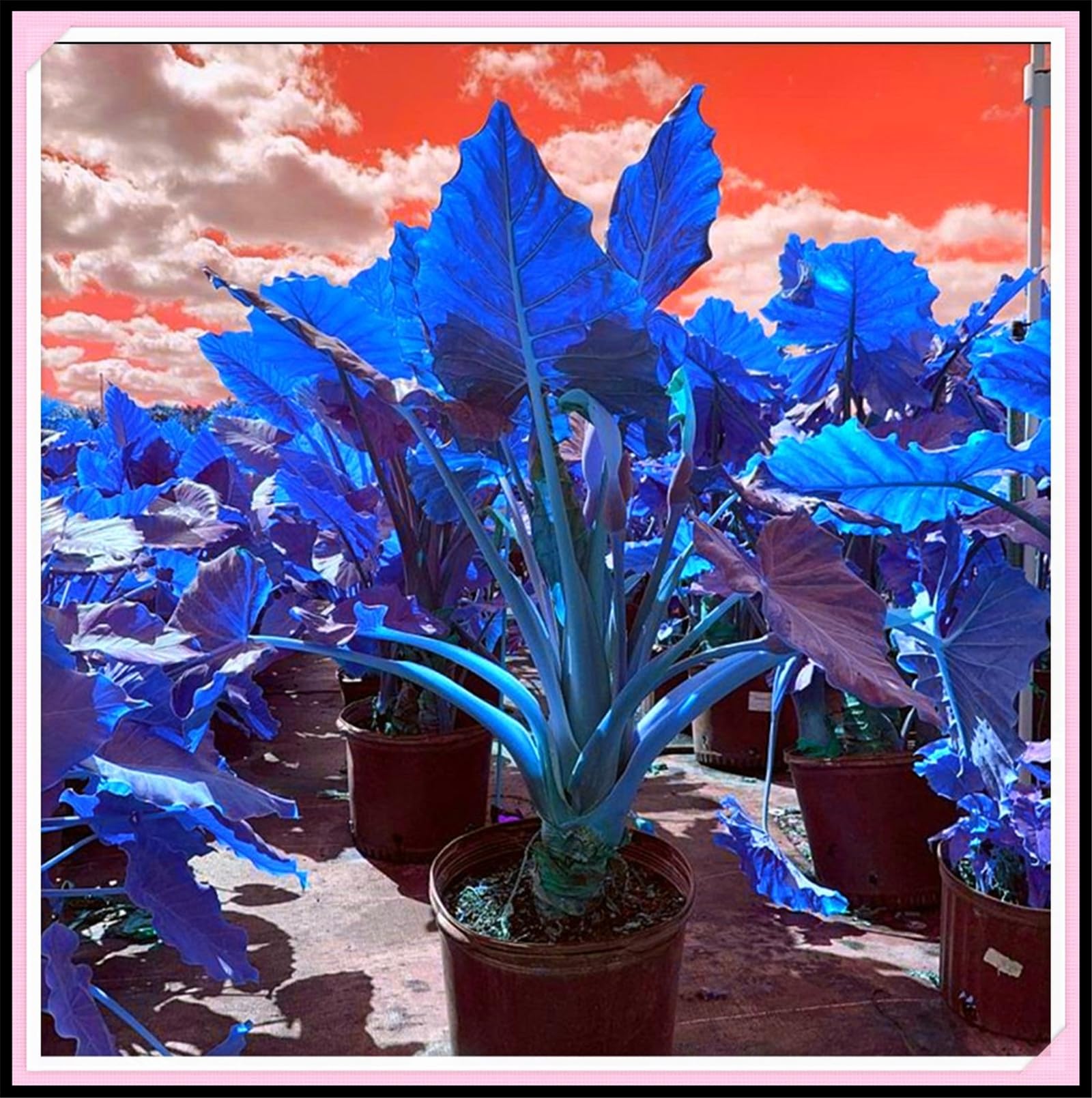 Easy to Plant/Wedding Flowers/Excellent Display, Elephant Ear Bulbs/Flowering Rhizome, Alocasia Bulbs/Good for Containers-15 Bulbs-H