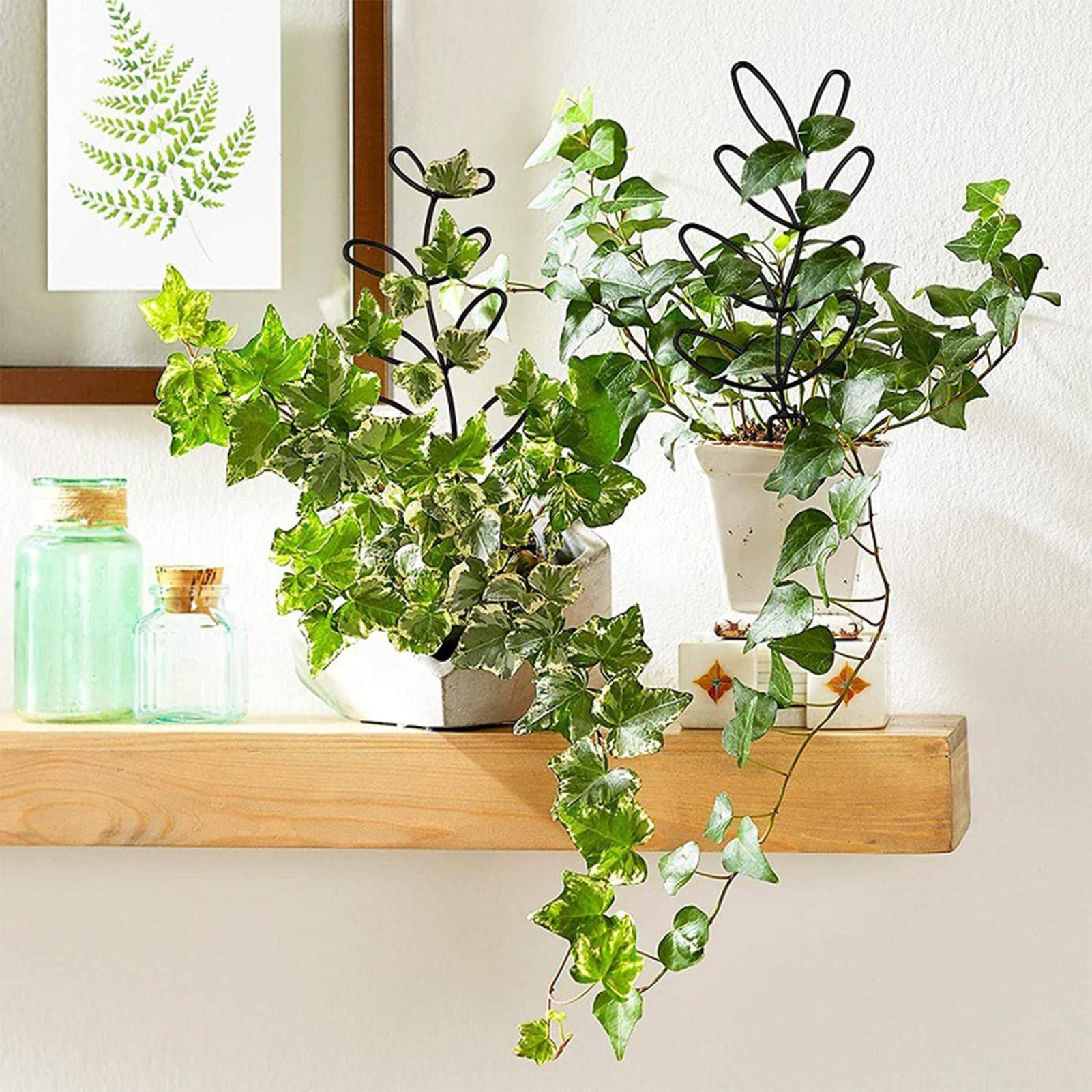 支柱　エディブルフラワー　飾り葉 Amazon | 植物支柱 花ささえ 園芸支柱 植物サポート 観葉植物 植物支柱