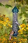 Brome 1015 Squirrel Buster Classic 5.3"x5.3"x20.625" Wild Bird Feeder with 4 Feeding Ports, 1.4qt Seed Capacity