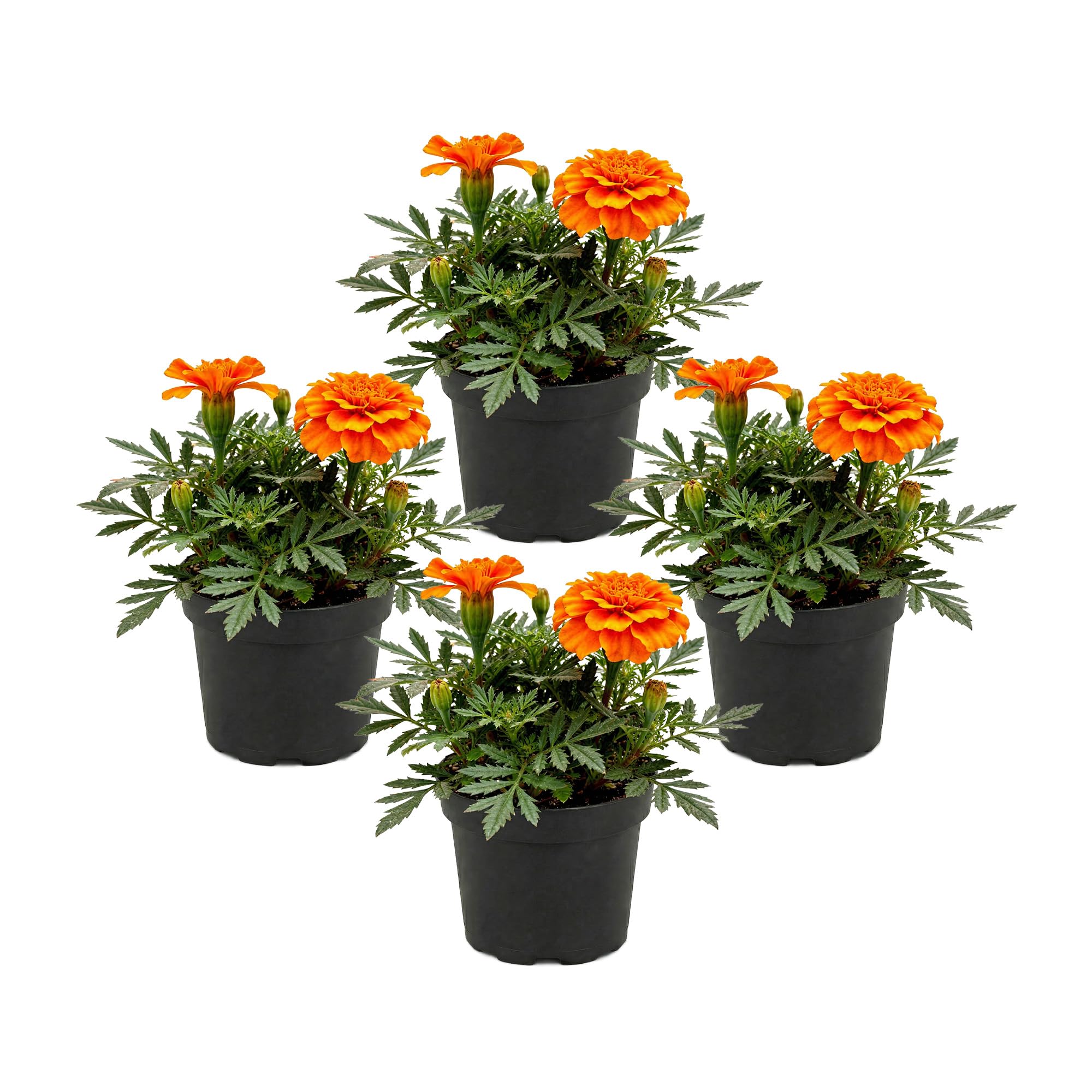 Marigold Durango Orange