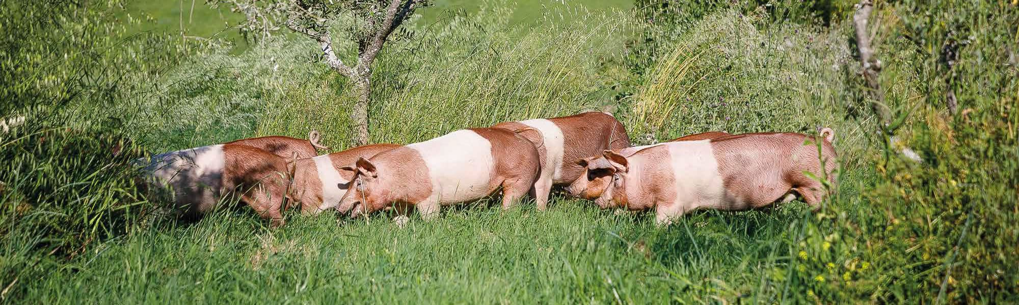 Guanciale/Barbozza artigianale 1.4 KG, Norcercia Umbra senza lattosio IGP senza glutine | Salumificio Cesmar