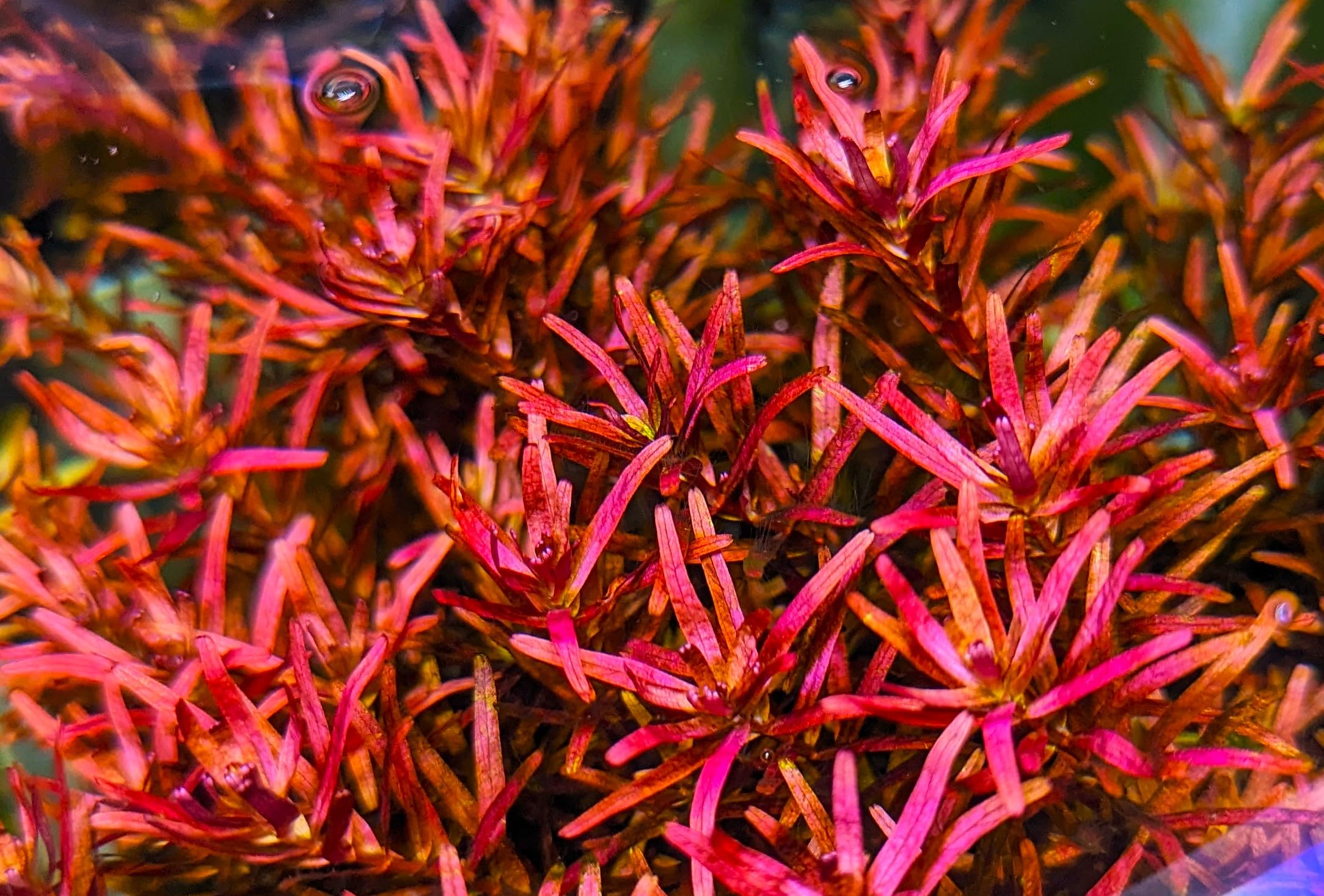 Amazon.co.jp: 水草 水中葉 無農薬 ロタラ ロトンディフォリア レ