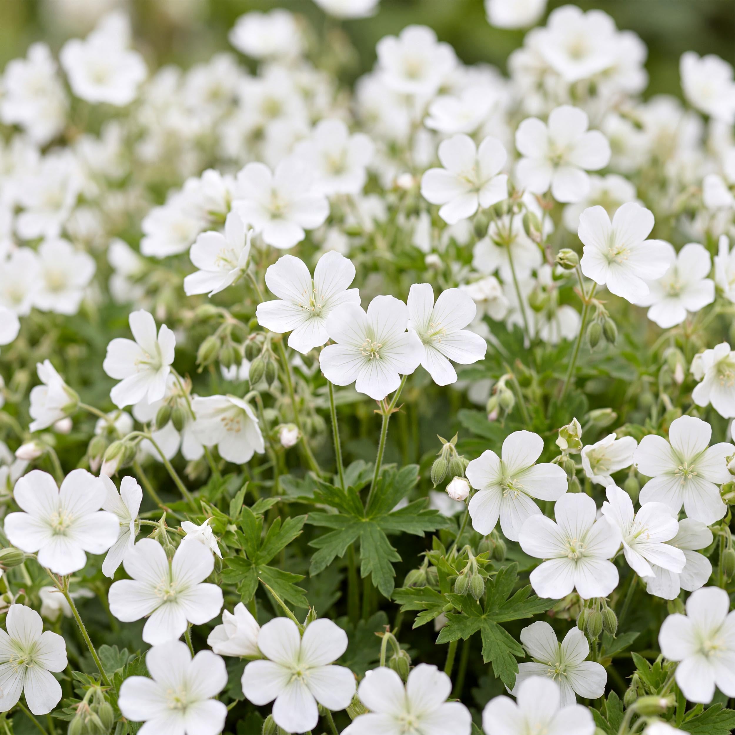 Géranium sang. Album - Bec-de-cigogne - Couvre-sol - Blanc - 24 plants - 15-25cm - Ø11cm - Plante de jardin