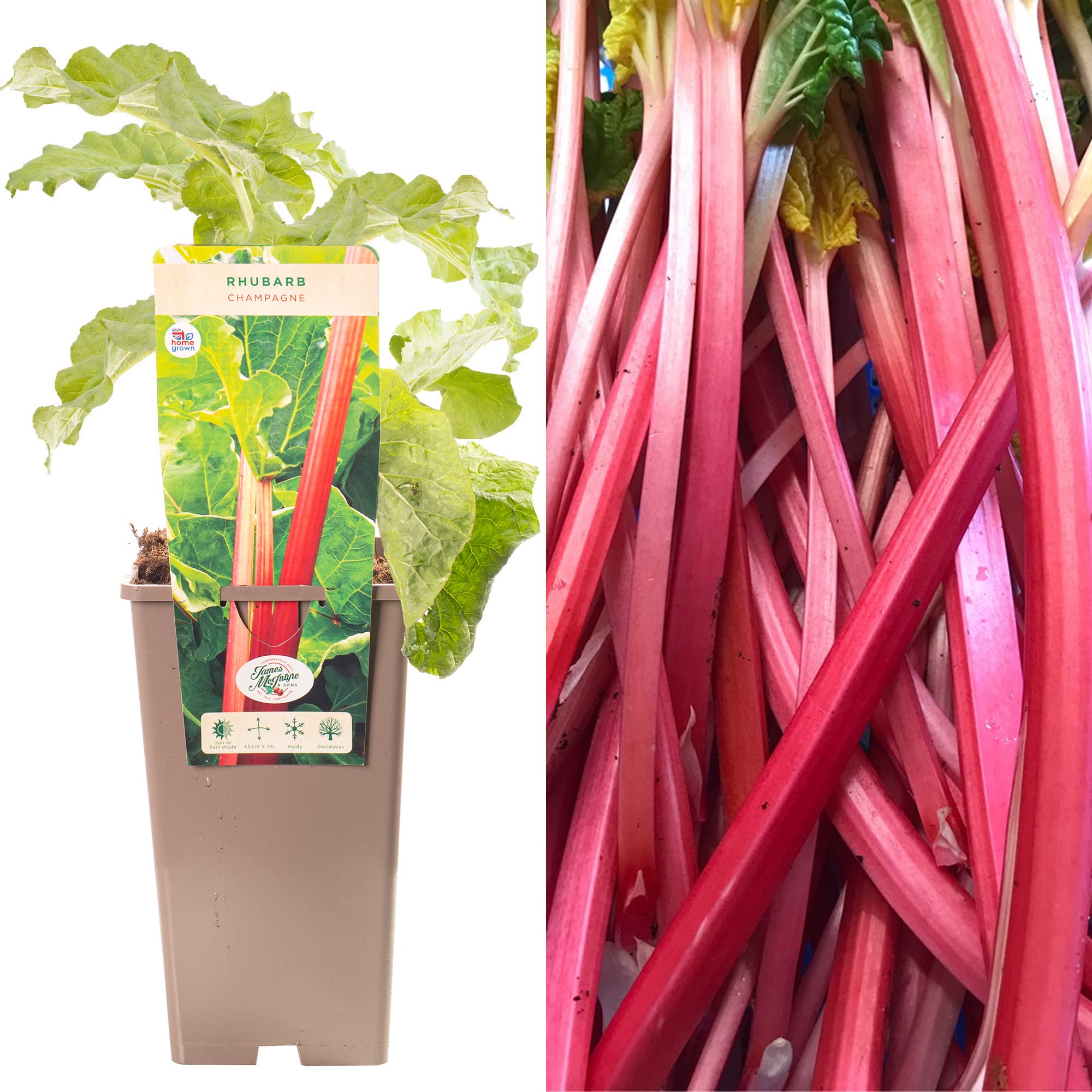 Rhubarb Rheum Champagne | Clump-Forming Perennial Fruit Plant | 30-50cm Potted