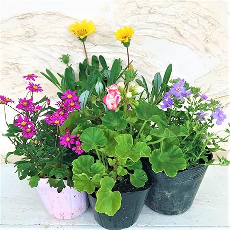 Amazon はなみどり 季節のおまかせ寄せ植えセット 4株 花苗 園芸 ガーデニング 花