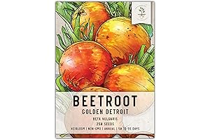 Seed Needs Golden Detroit Beet Seeds: 250 Heirloom Seeds for Non-GMO Organic Gardening