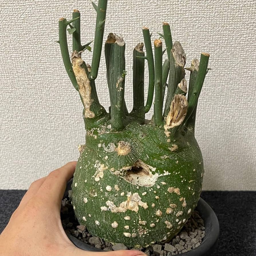 Amazon.co.jp: Adenia pseudoglobosa アデニア プセウド