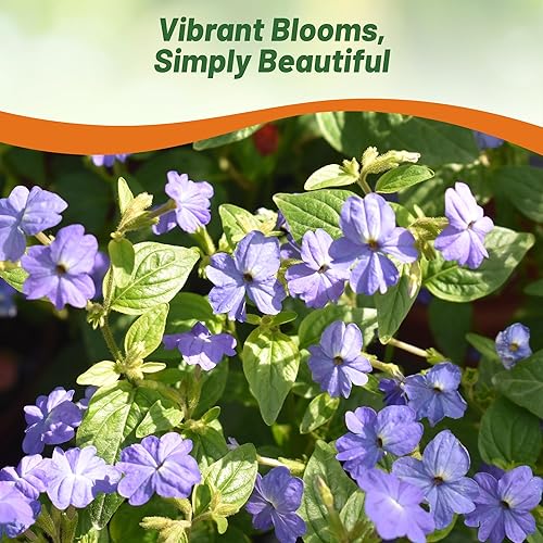 Miniatura 7 de Outsidepride 10000 semillas anuales de browallia americana semillas de flores para plantar