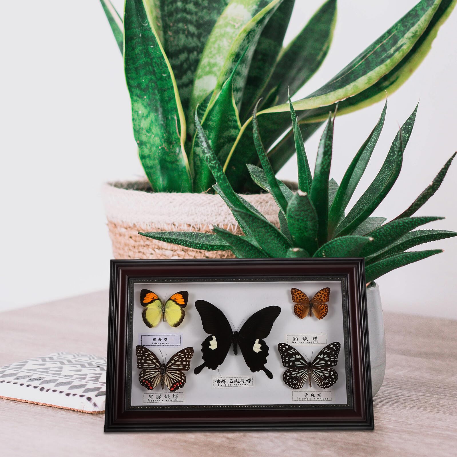 Marco de Fotos de Madera con Motivos de Mariposas para Ambiente Hogareño, Estilo Retro Práctico y Estético