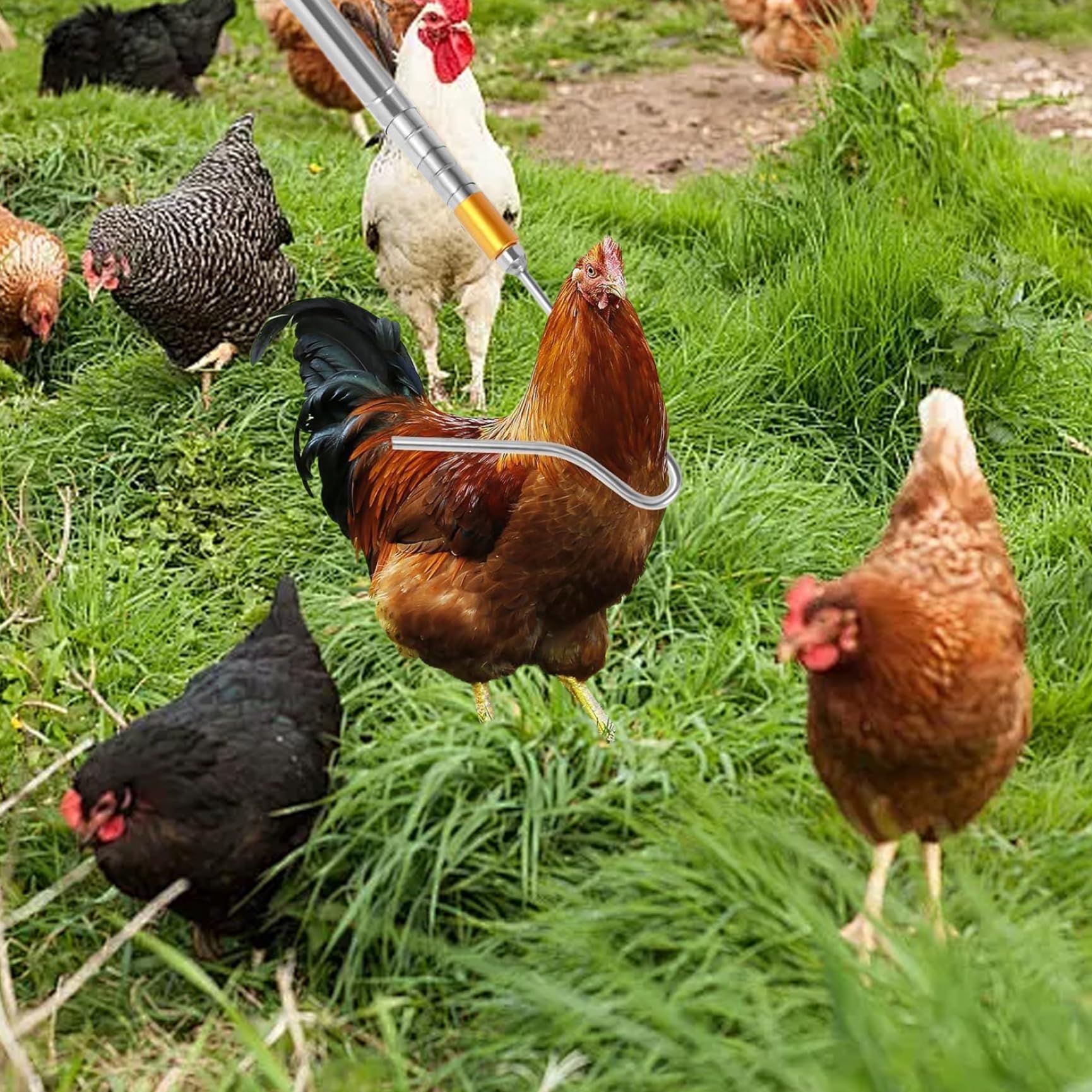 Hähnchenfänger Edelstahl -Verlängerungsstangenhaken, erstreckt sich auf 52 Fänger, einziehbarer langer Hühnerfänger, Farmwerkzeug für sichere und einfache Handhabung von Geflügelhähnchen -Entenfänger