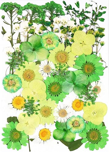 Vista 36 de 40 flores secas prensadas negras para manualidades, kit de flores secas Xinxinran para moldes de resina, accesorios de resina epoxi, marcador, uñas