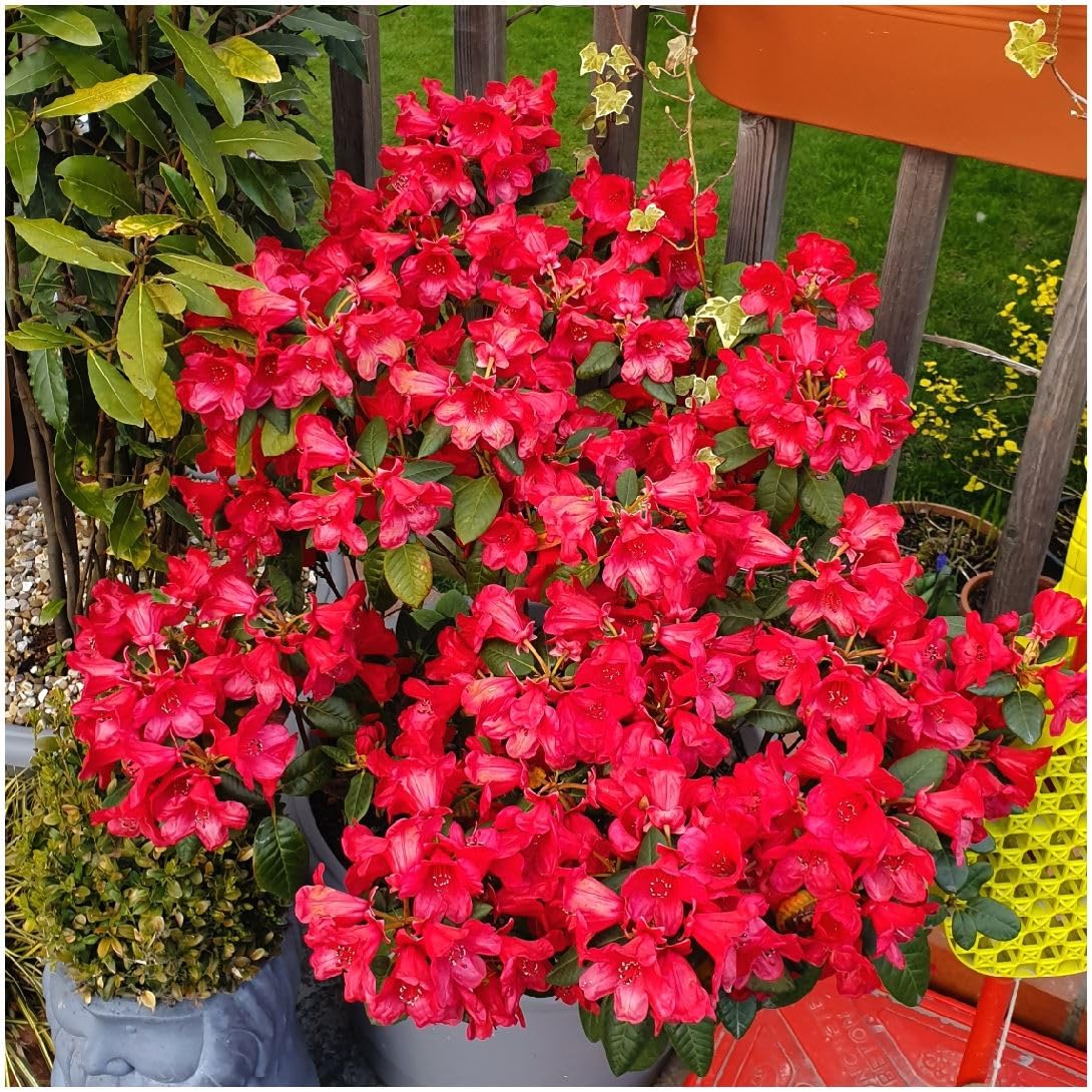 GrowOn Shrubs [2 Litre] Dwarf Rhododendron Japonica 'Elizabeth Lockhart' | Evergreen Shrub | Outdoor Garden Ready Plant | Spring Flowering | Red Flowers