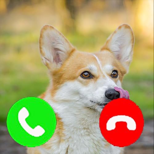 Corgi Fake Call Prank ( Funny Pet Calling Prank ) - Gag fake Prank Call from Welsh Corgi Dogs - Fake