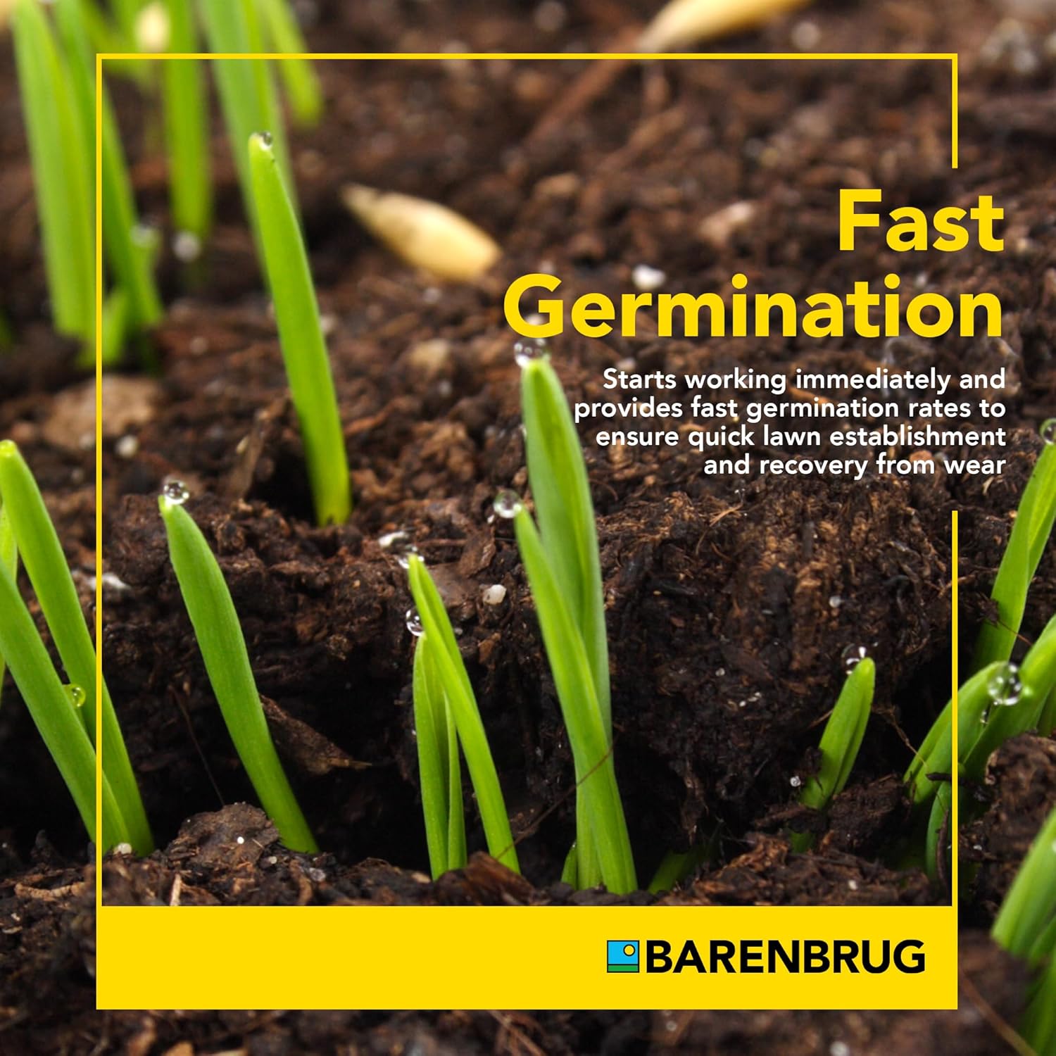 Barenbrug Wonderlawn Perennial Ryegrass Grass Seed for Southern Lawns, Fast-Acting Durable Grass Seed Mix for All Weather Conditions, 10-lb. Bag