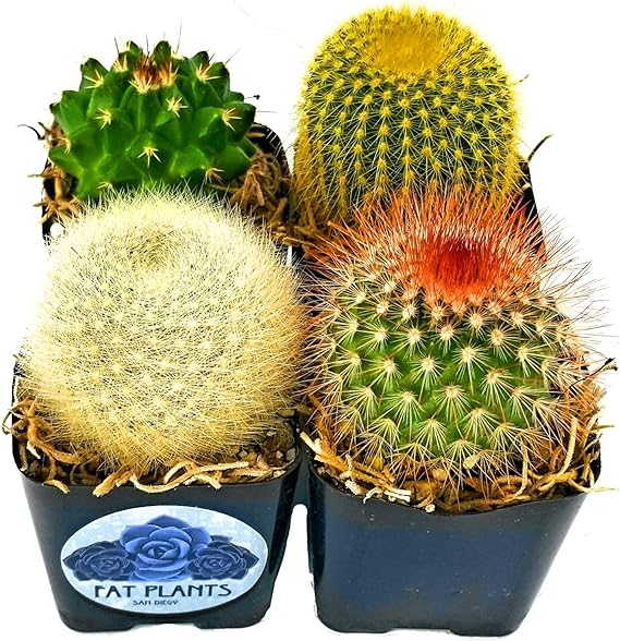 Fatplants Mini Cactus Plants Live Plants (4 Pack), Cactus