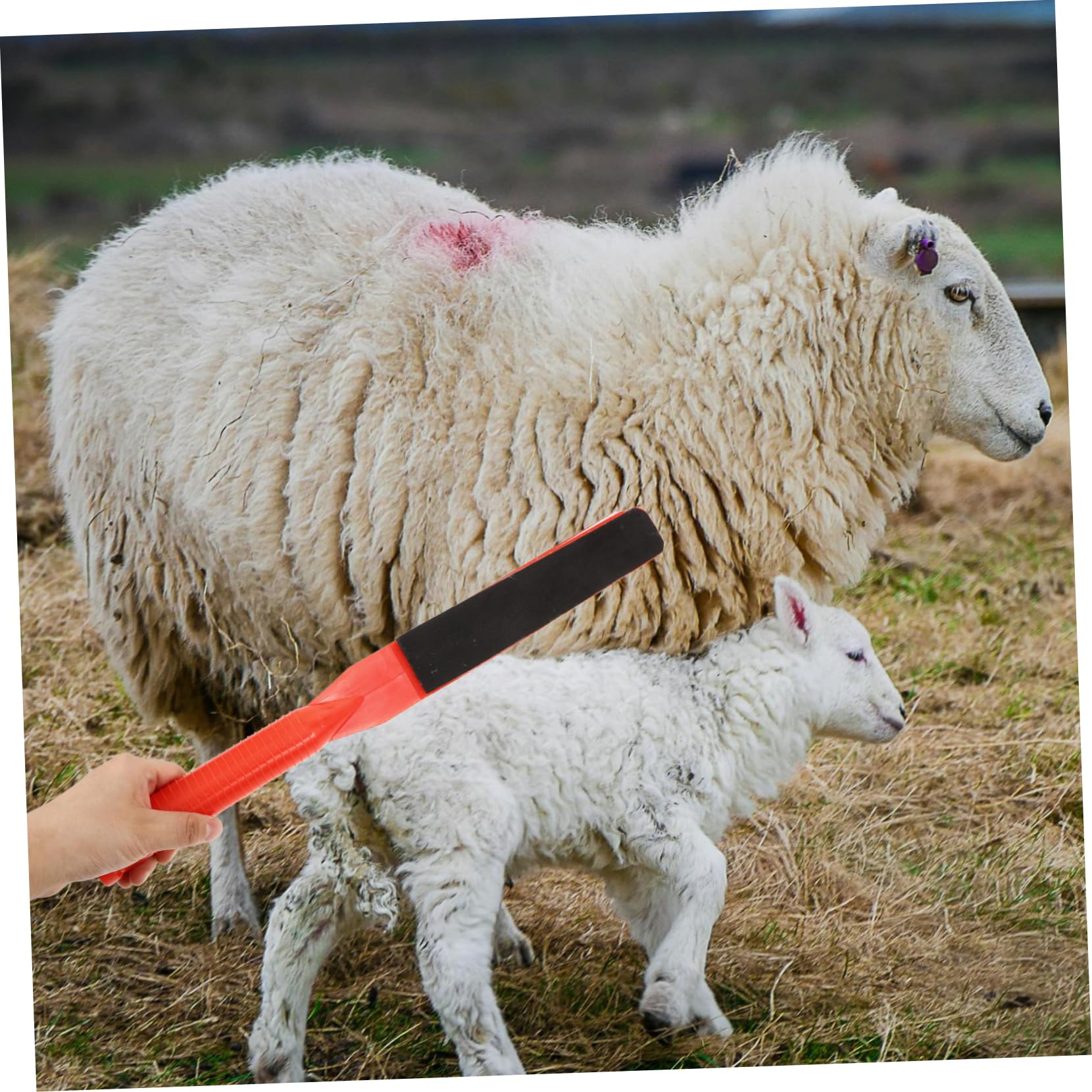 ifundom 4 Pezzi Paddle per Bestiame Resistente All Usura Strumento Maneggevole per Maiali e per Condizioni Umide Accessorio per Agricoltori e Leggero