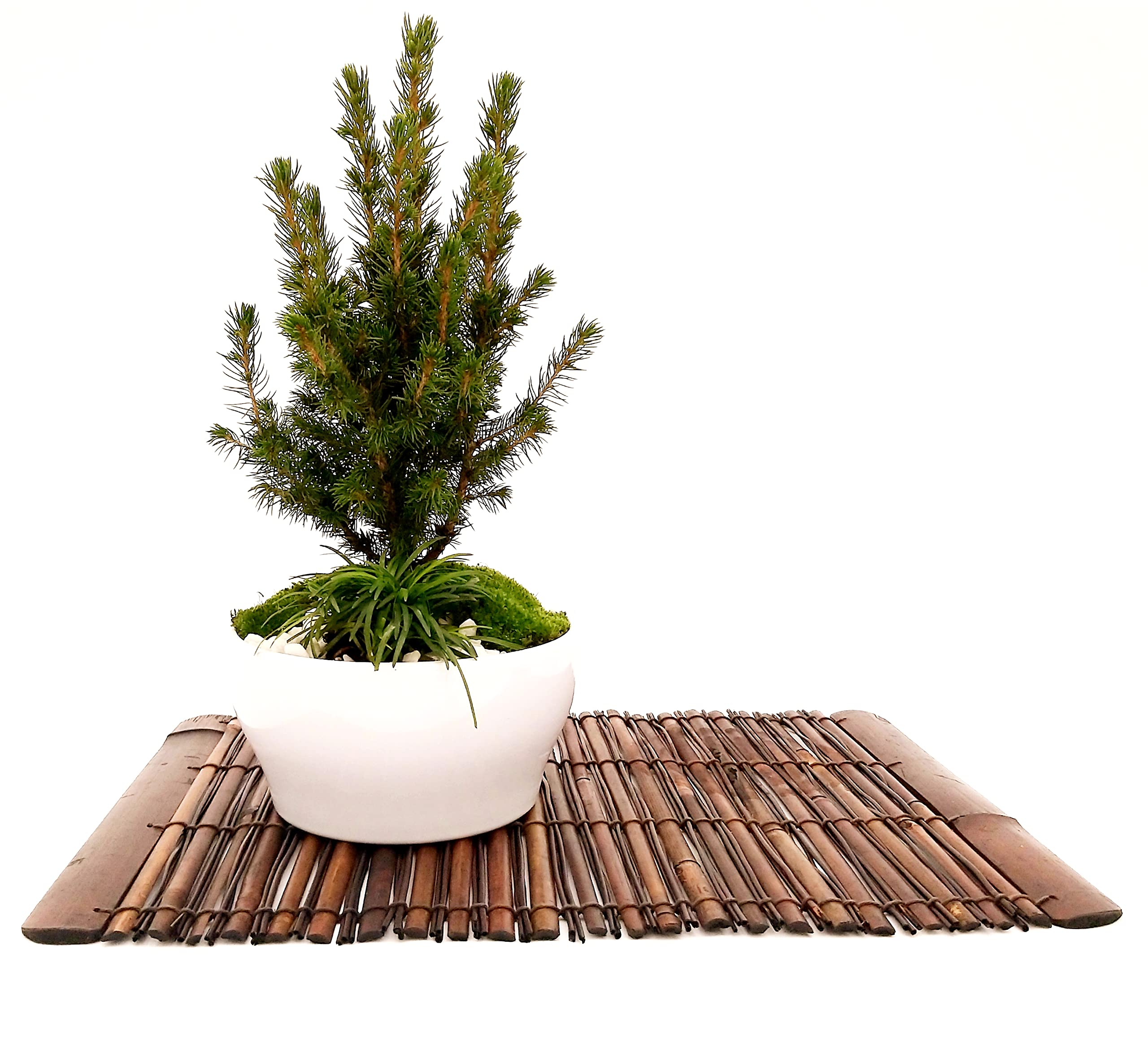 POWERS TO FLOWERS - ABETE BONSAI IN CIOTOLA CERAMICA BASSA, CON OPHIOPOGON, MUSCHIO E DECORAZIONI, CONIFERA BONSAI, CIPRESSO, CORREDATO CON STUOIA IN LEGNO, piante vere